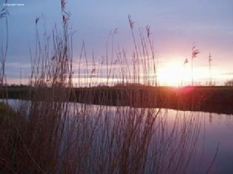 Abendsonne-Schilf