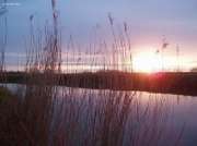 Abendsonne-Schilf
